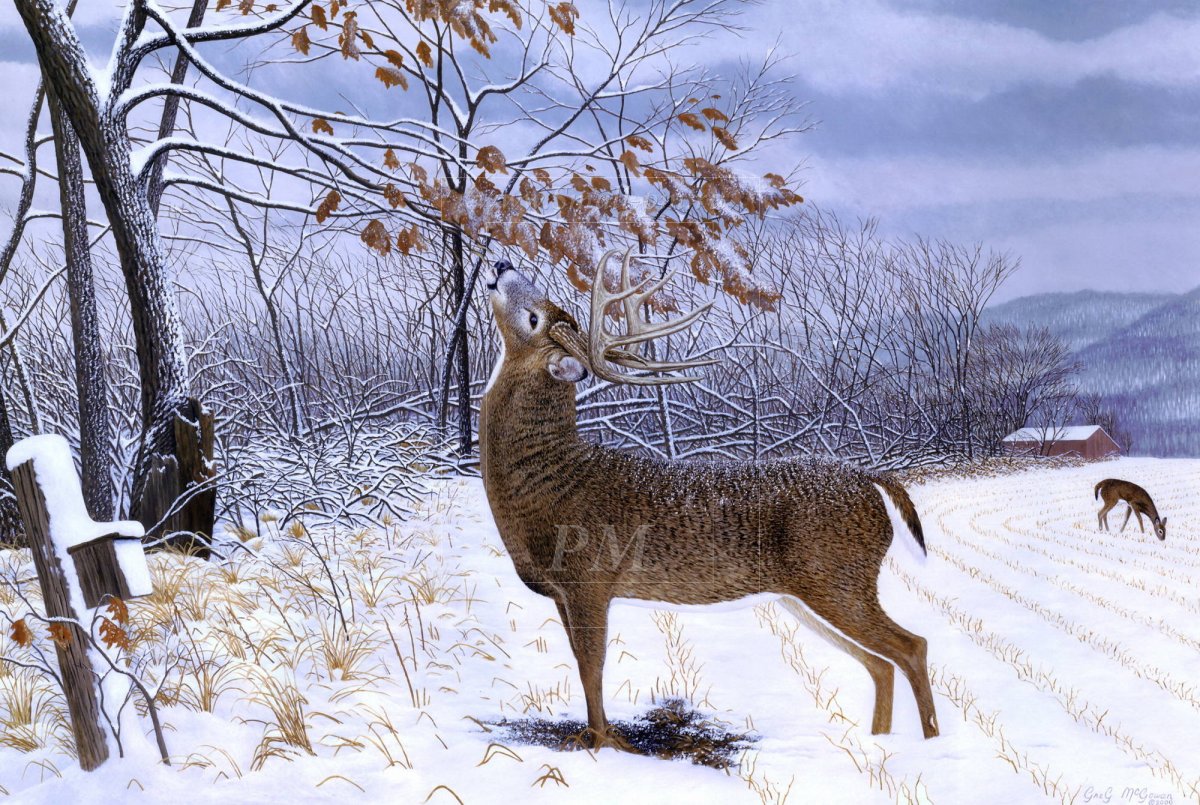 Лисовин Соколов-Микитов