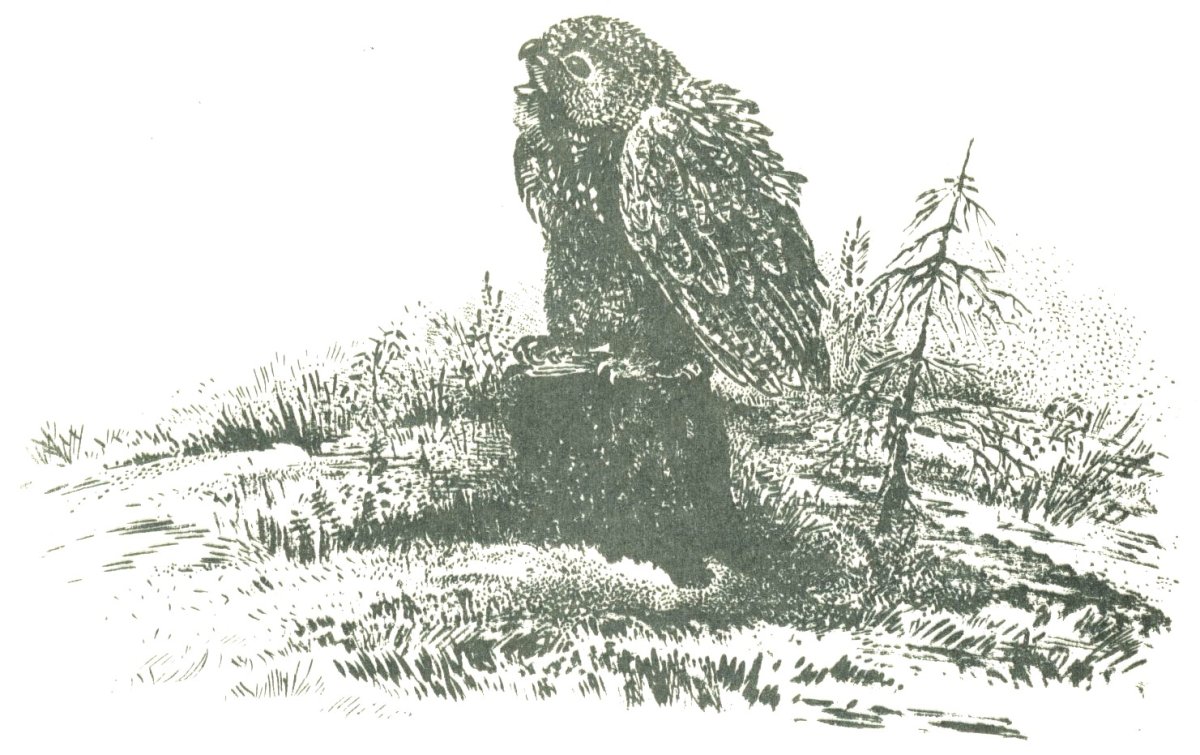 Виталий Валентинович Бианки кто чем поет