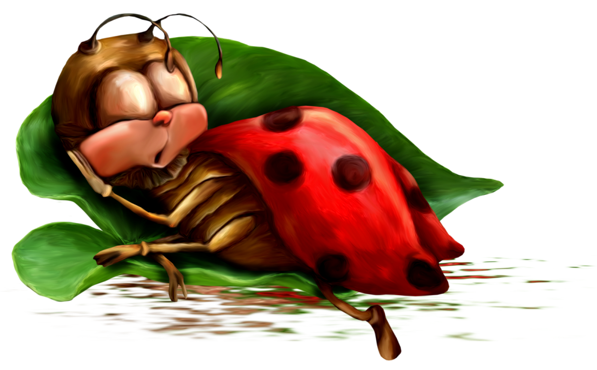 Mimela splendens Жук