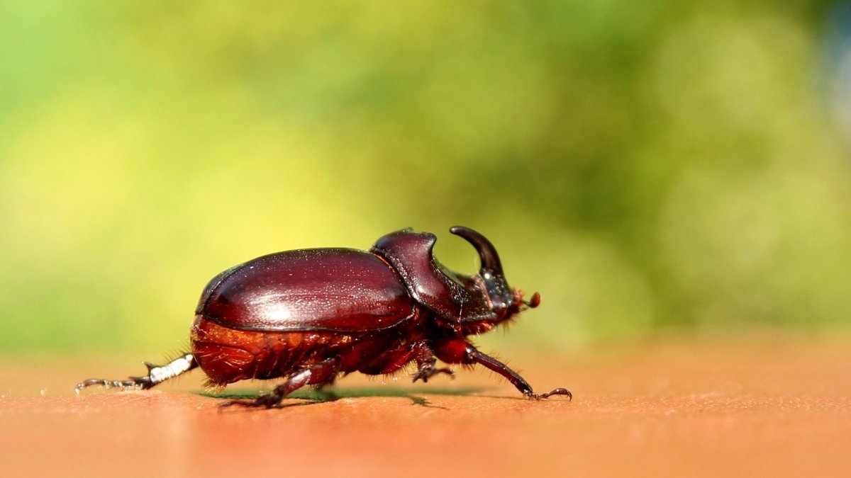 Жук Рогач мультяшный