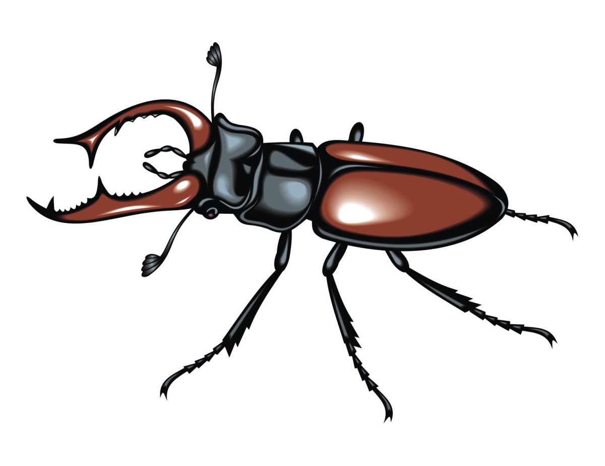 Жук мультяшный
