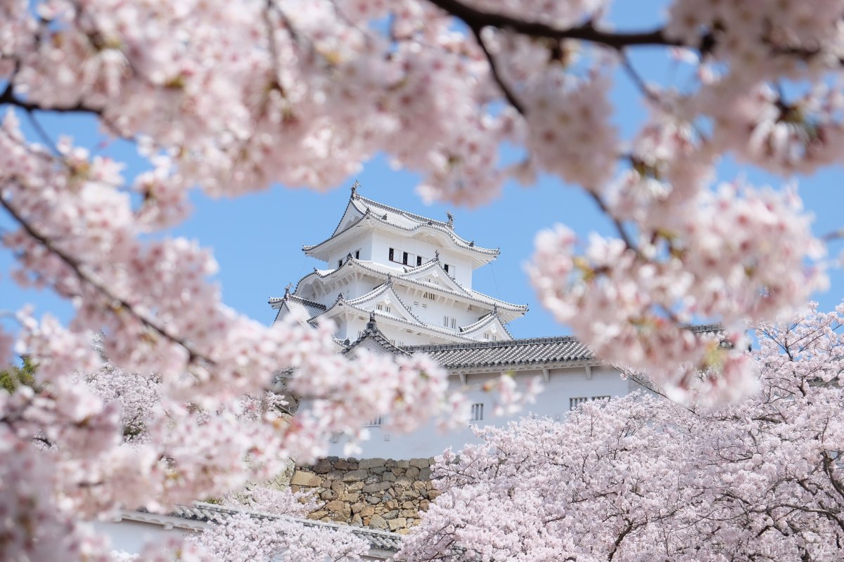 Замок Химедзи в цвете Сакуры