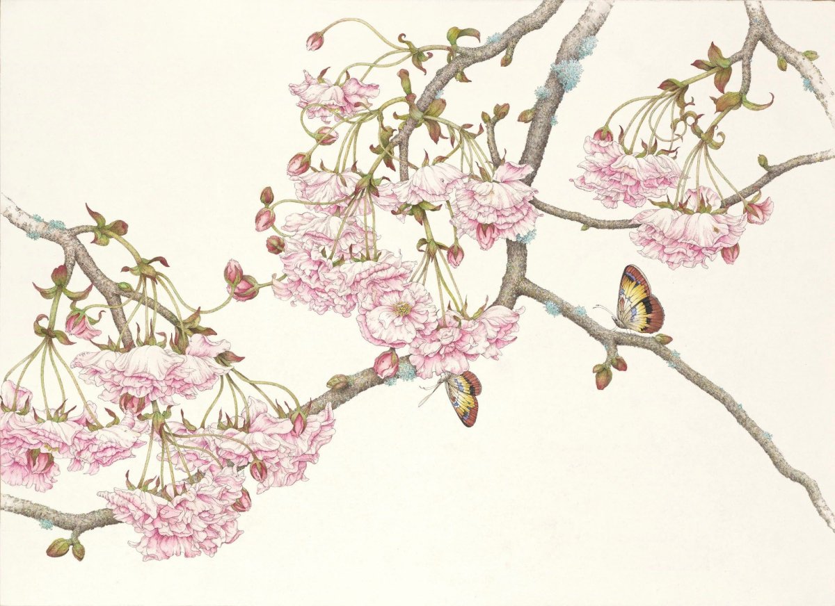 Ветка Сакуры японская живопись