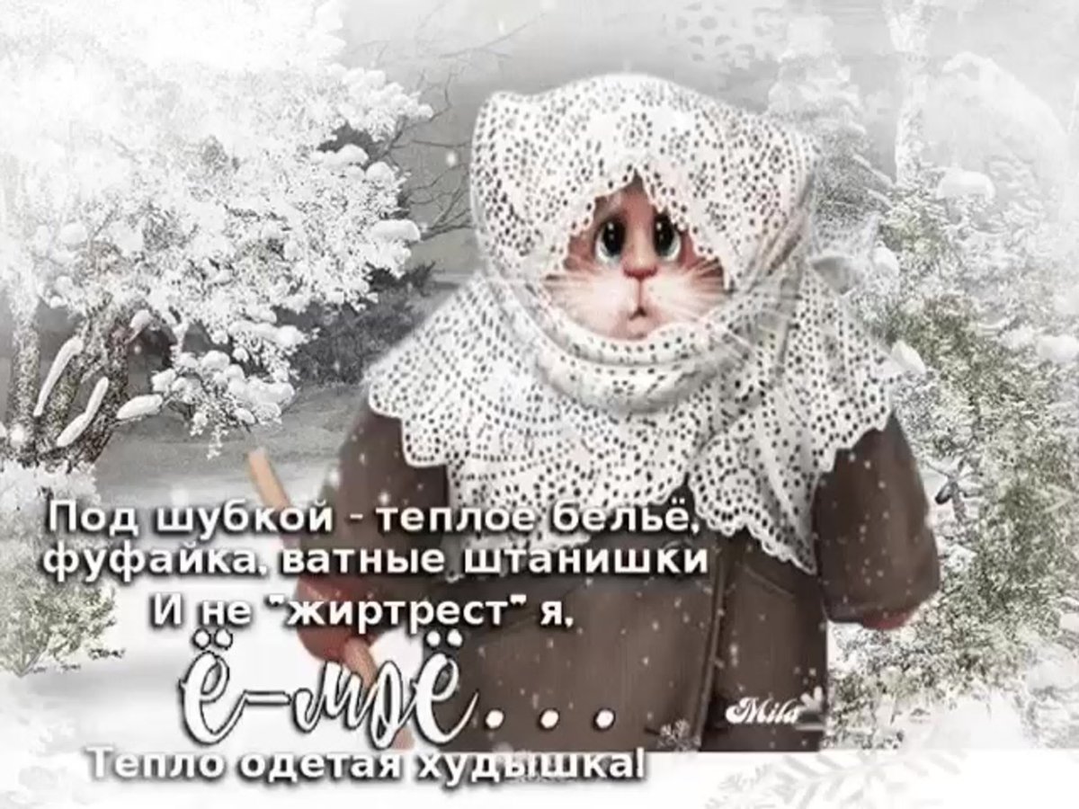 Тепло одетый кот