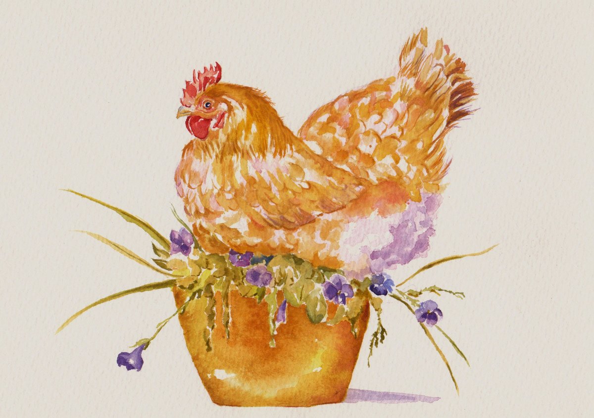 Курица акварелью