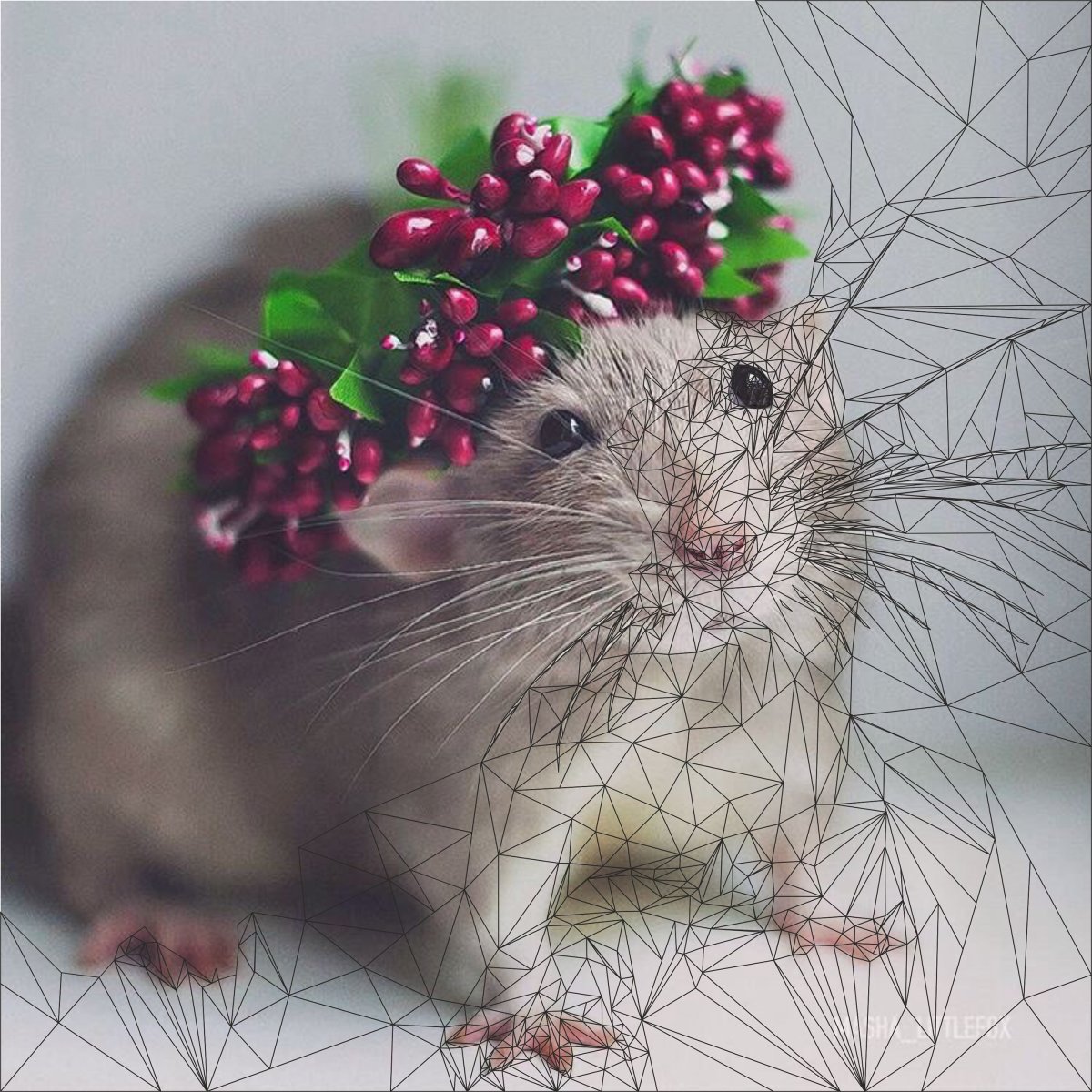 Крысы милота