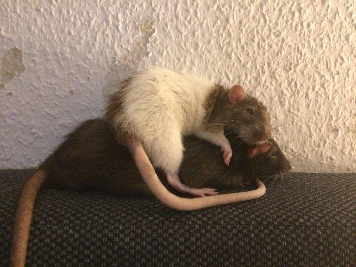 3 Крысы танцуют