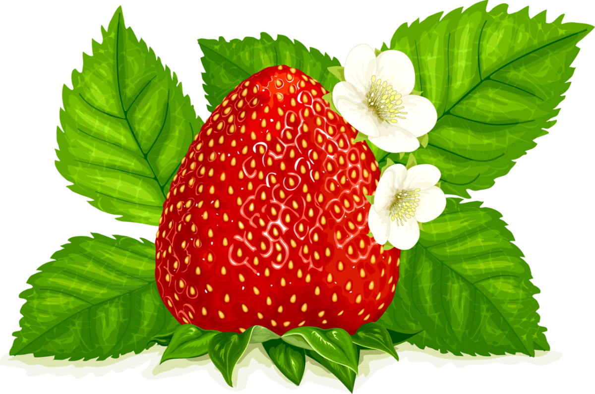 Земляника для детей детского сада