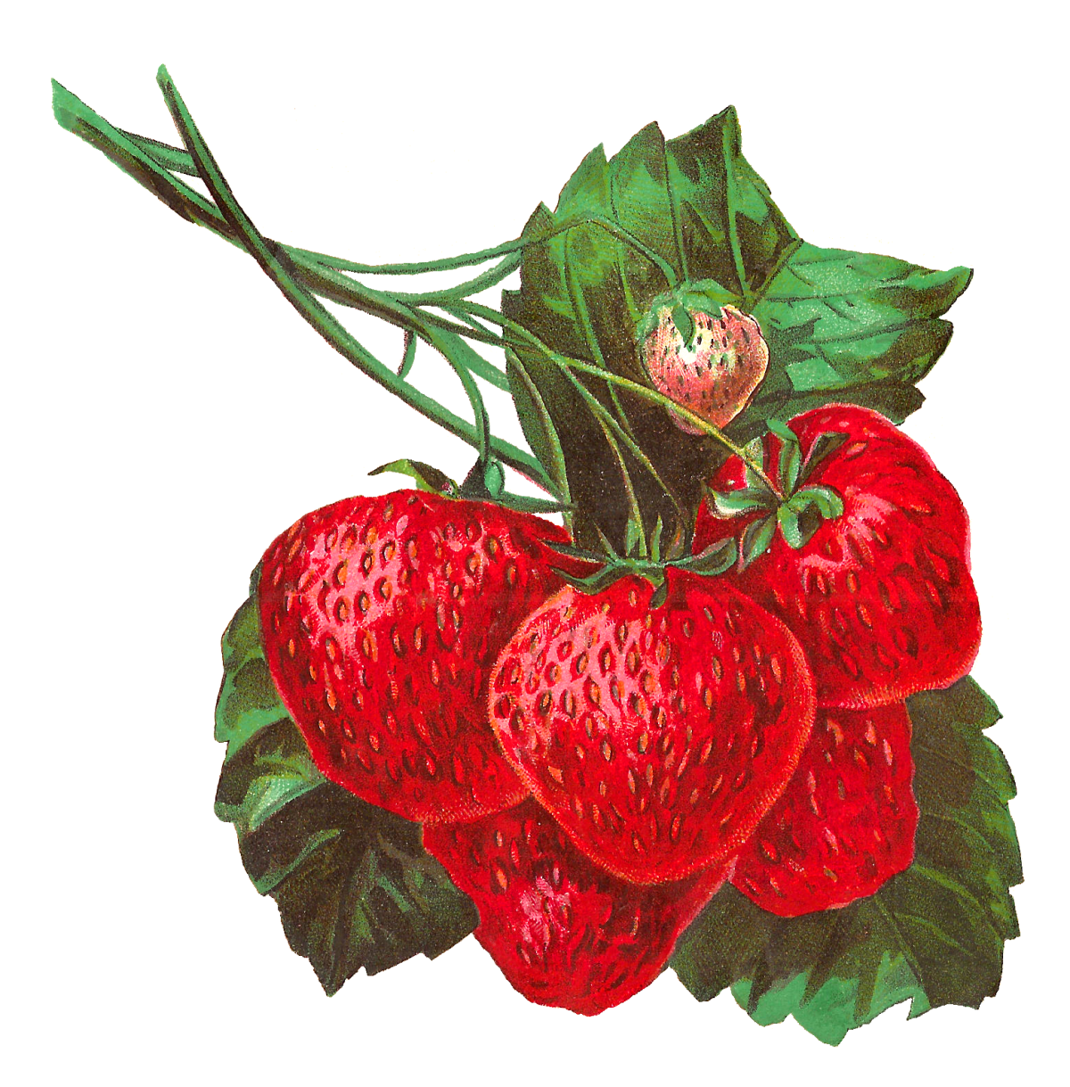 Клубника арт