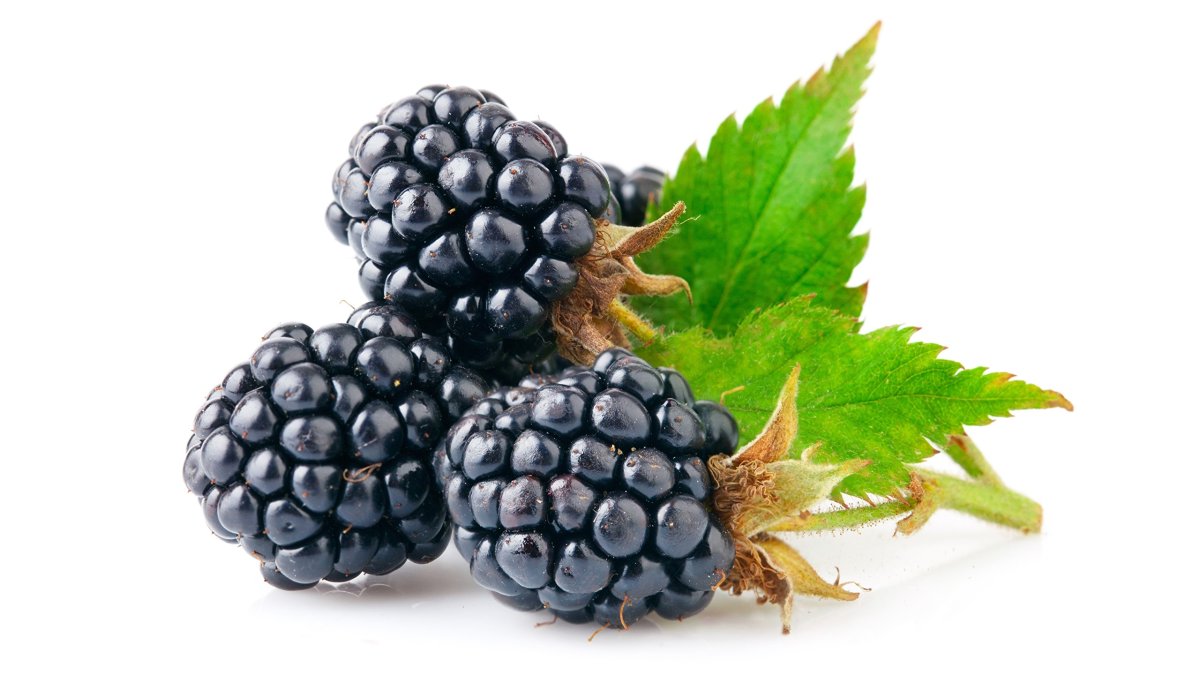 Ежевика на белом фоне