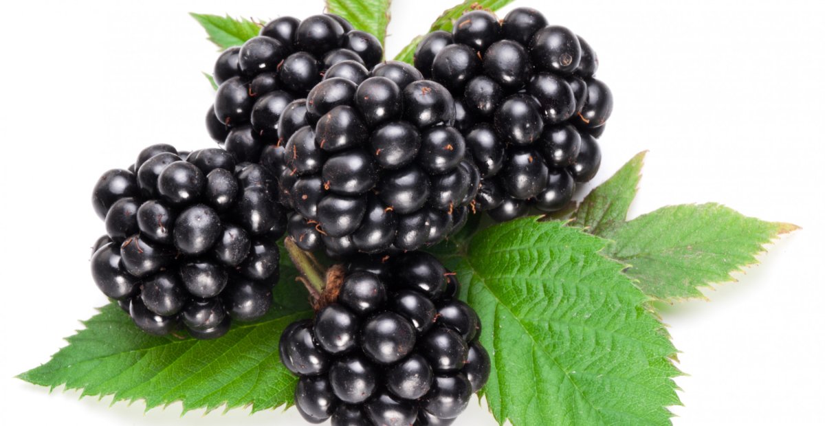 Ежевика с глазками рисунок для детей