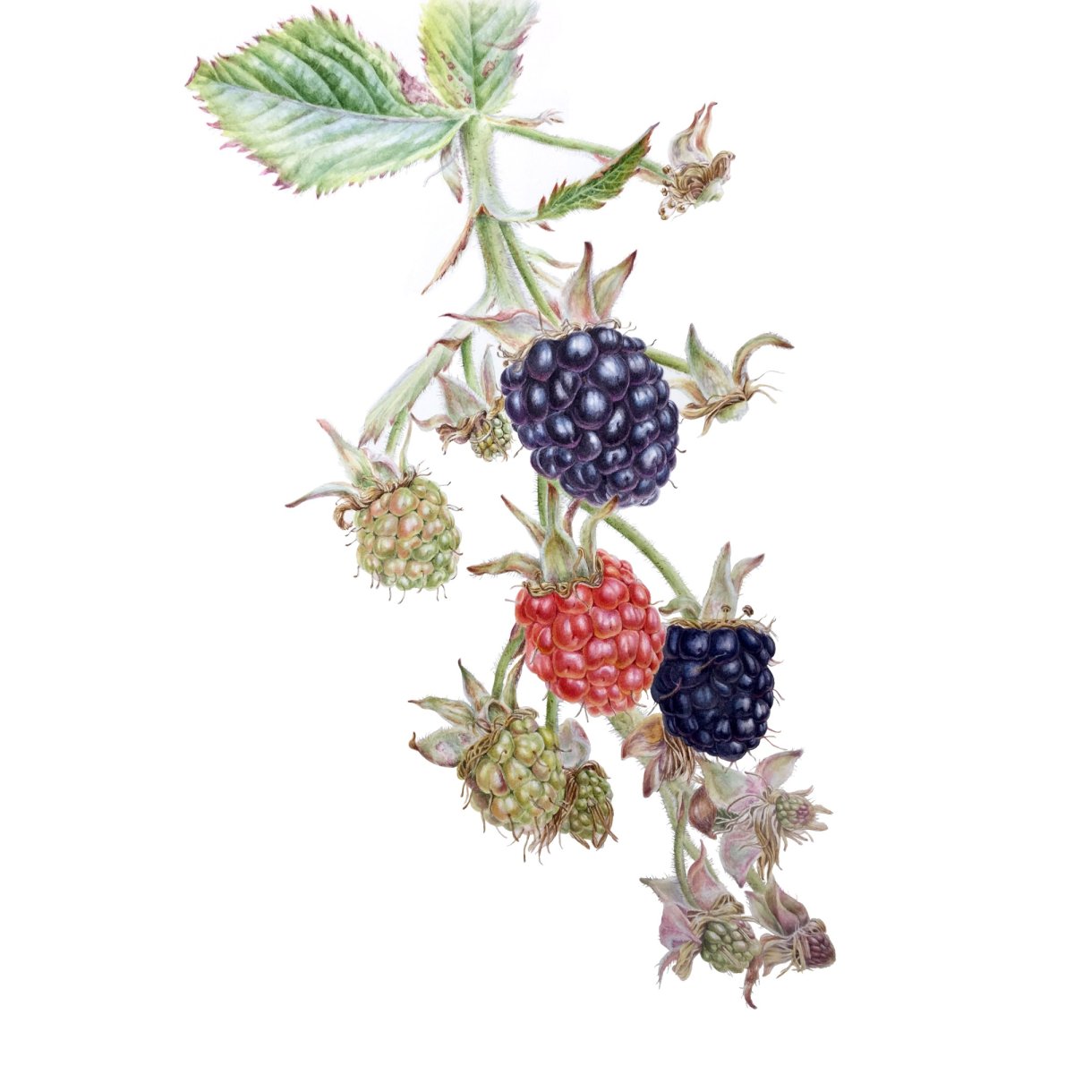 Ежевика мультяшная