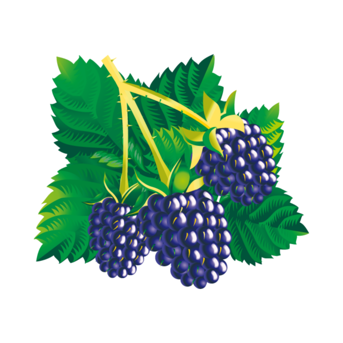 Ежевика мультяшный