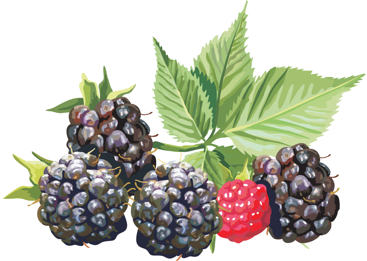 Малина ежевика акварель