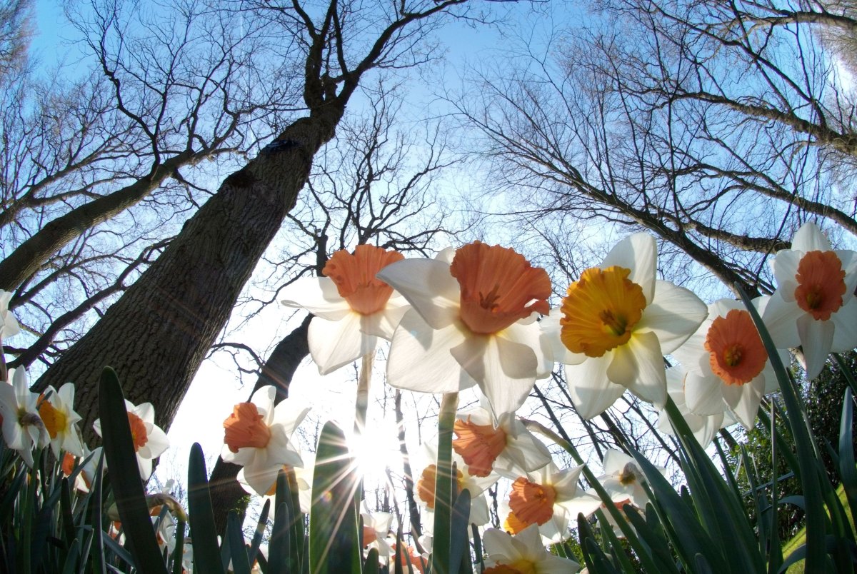 Весна солнце