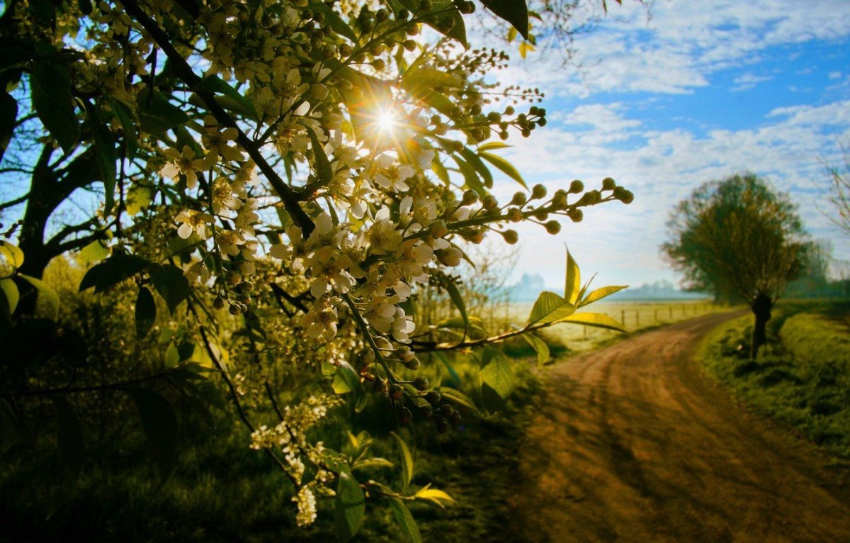 Весна солнце