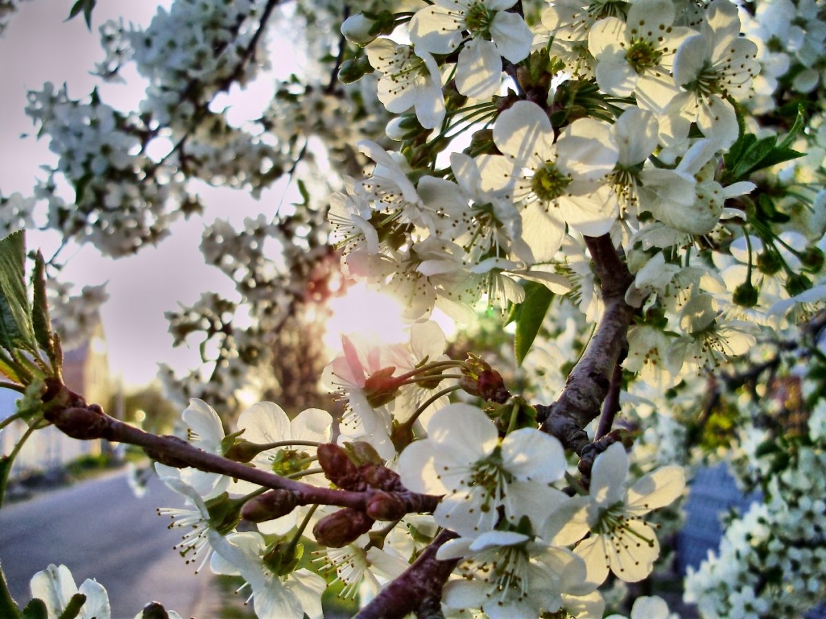 Цветы сквозь дерево