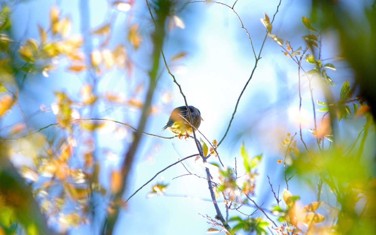 Весна птицы