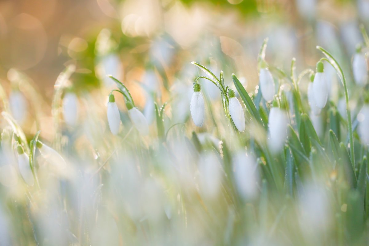 Весенняя природа солнце