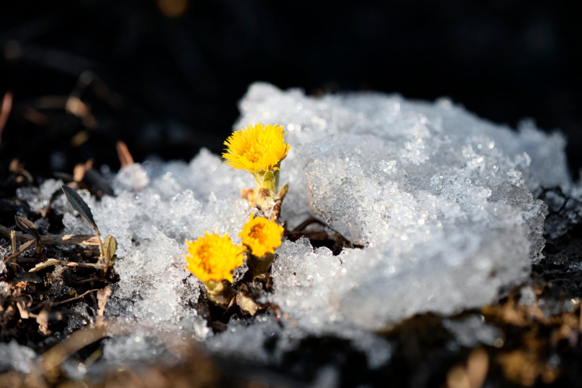 Подснежники акварель
