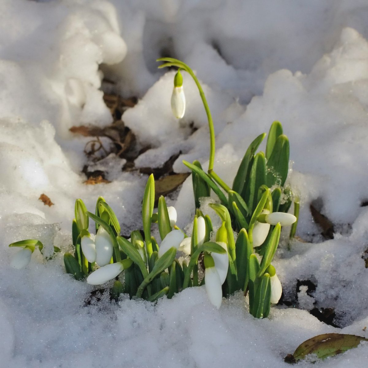 Белозерова подснежники