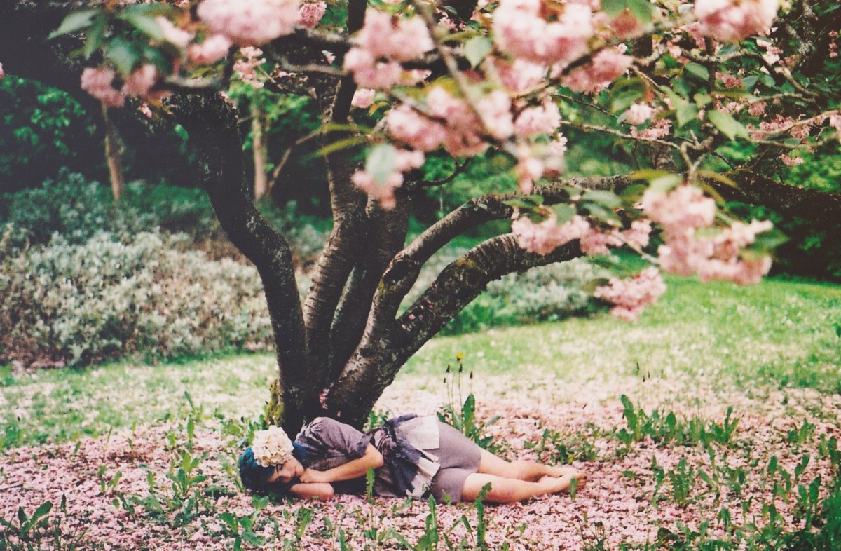 Красивое цветущее дерево