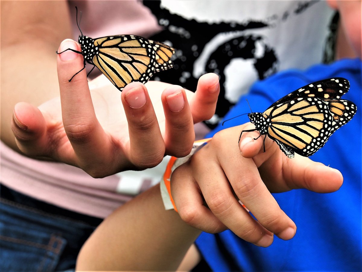 Цветные картинки