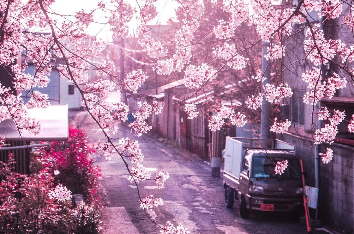 Сакура абрикос