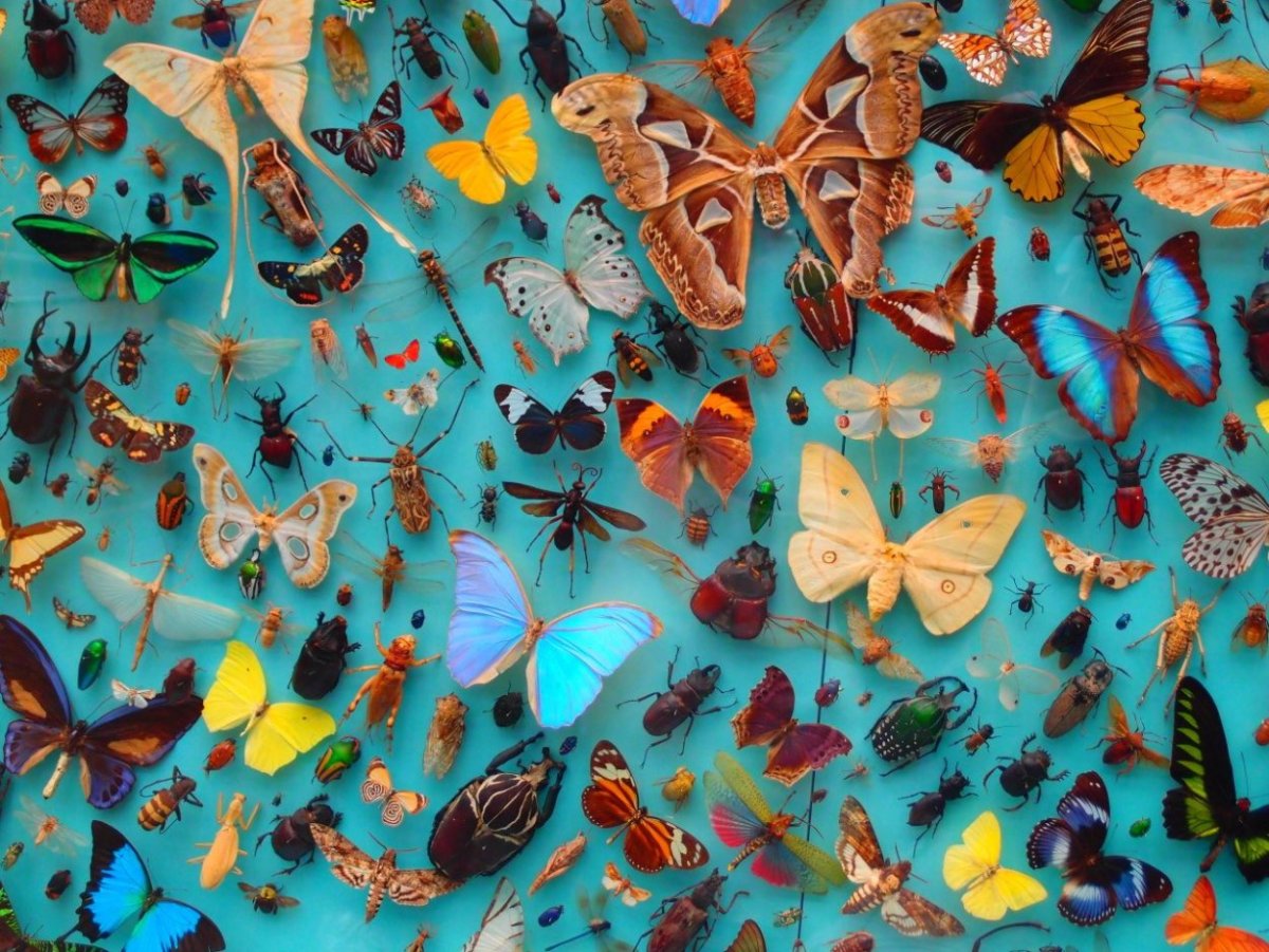 Много бабочек