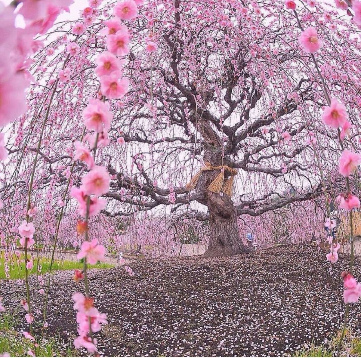 Милые весенние а