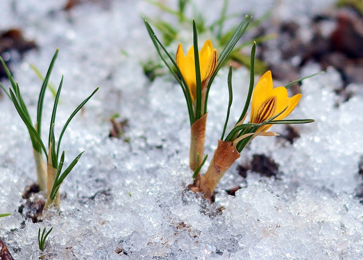 Март проталины подснежники