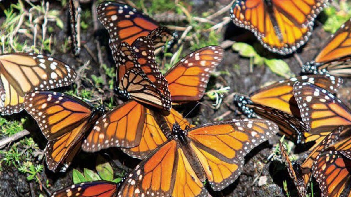 Стая бабочек на белом фоне