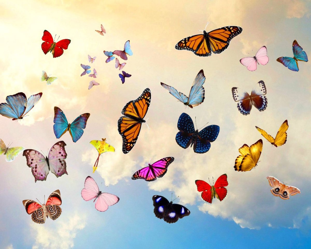 Цветная разноцветная бабочка для мужчин