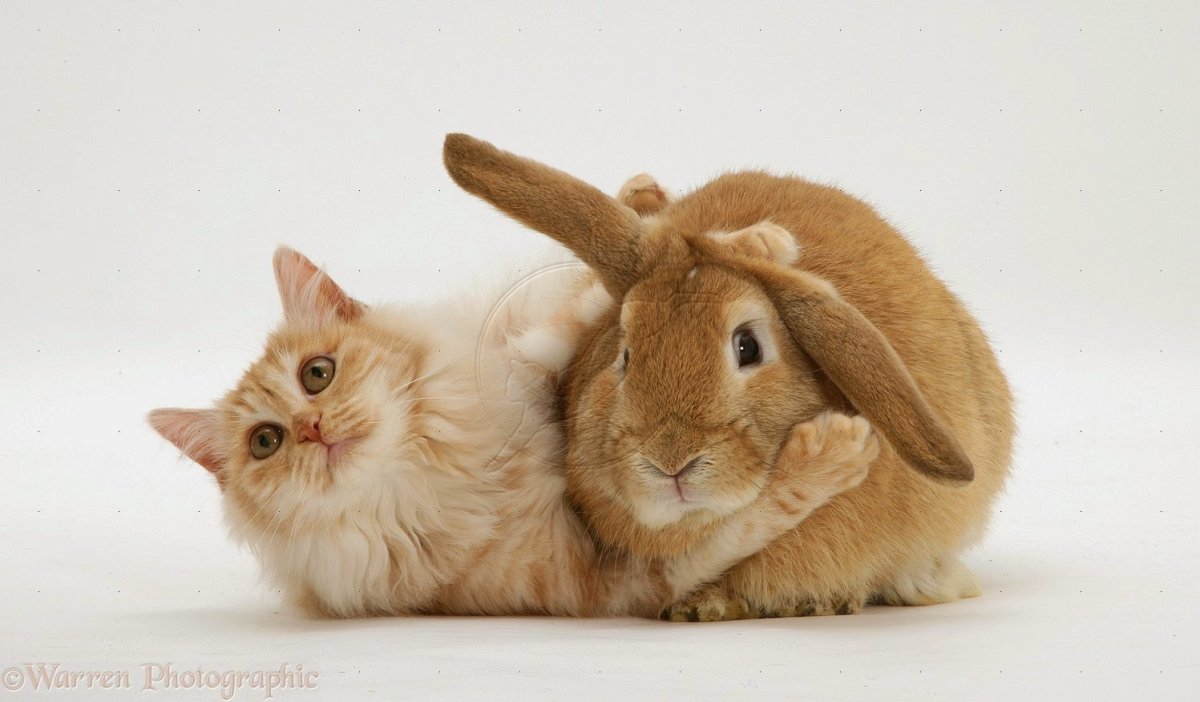 Котик обнимает зайку