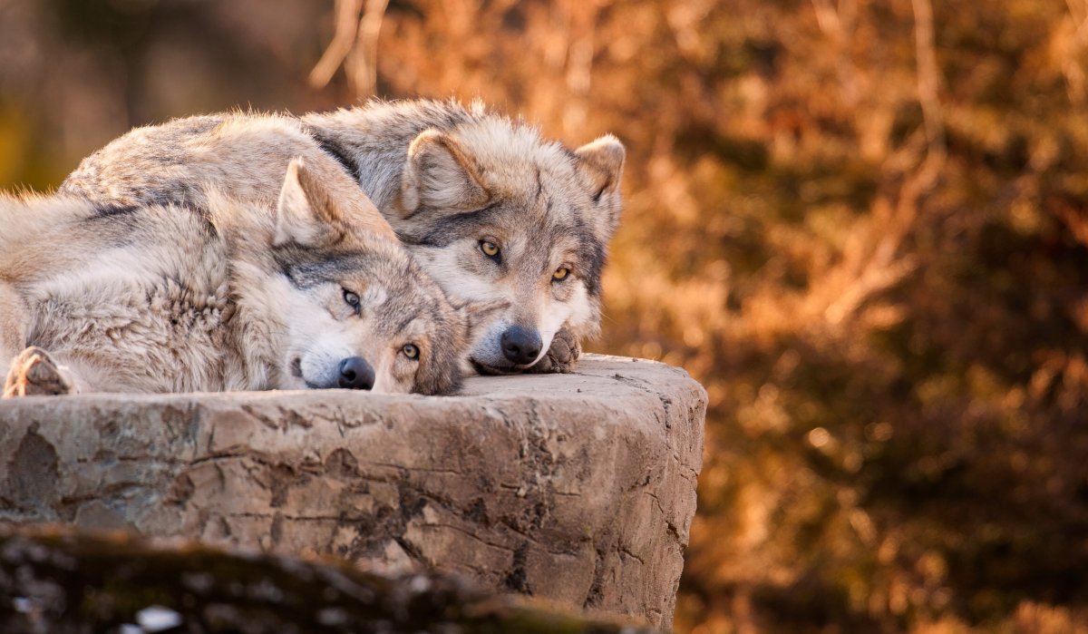 Волк с розой