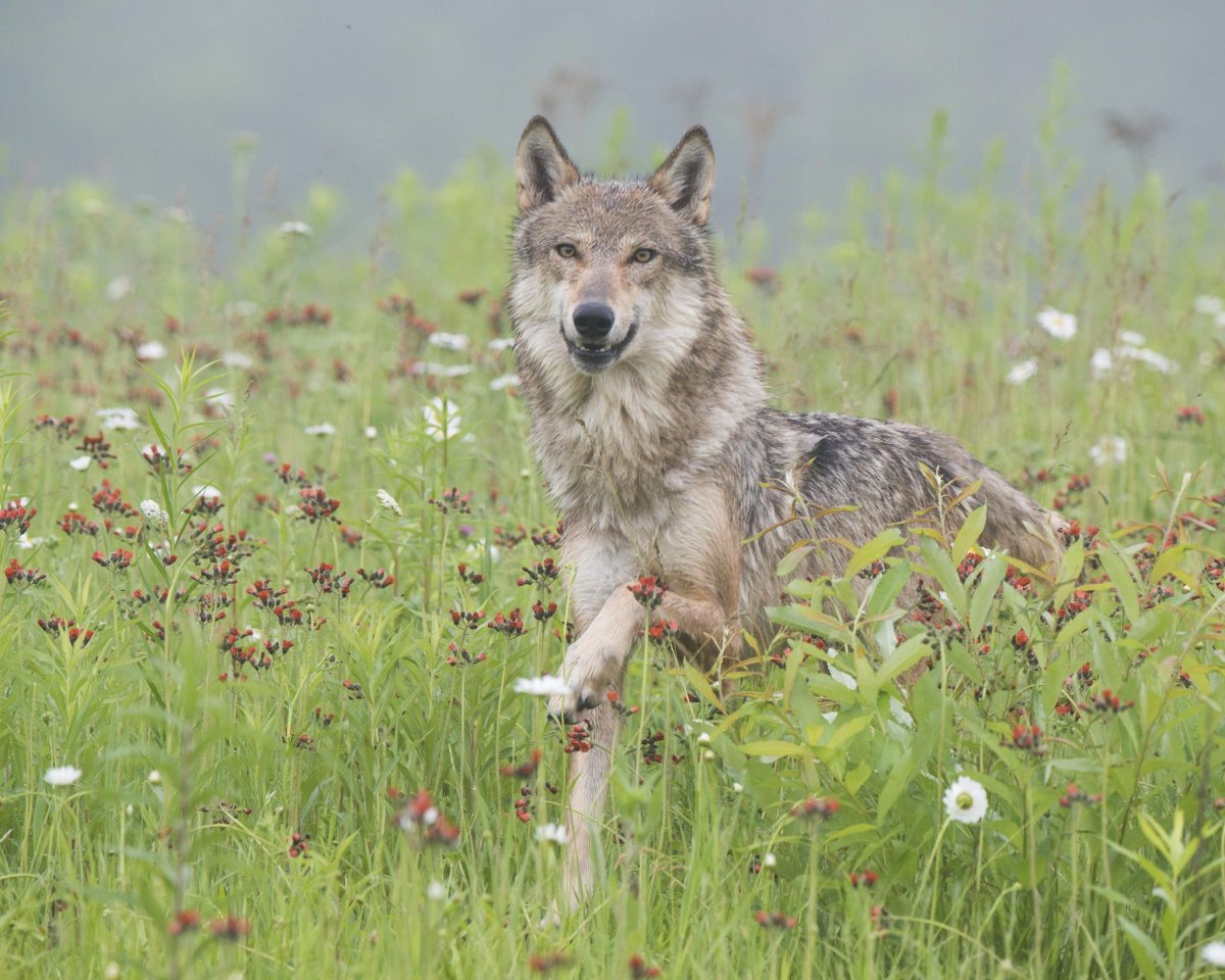 Самые лучшие картинки Волков 2021