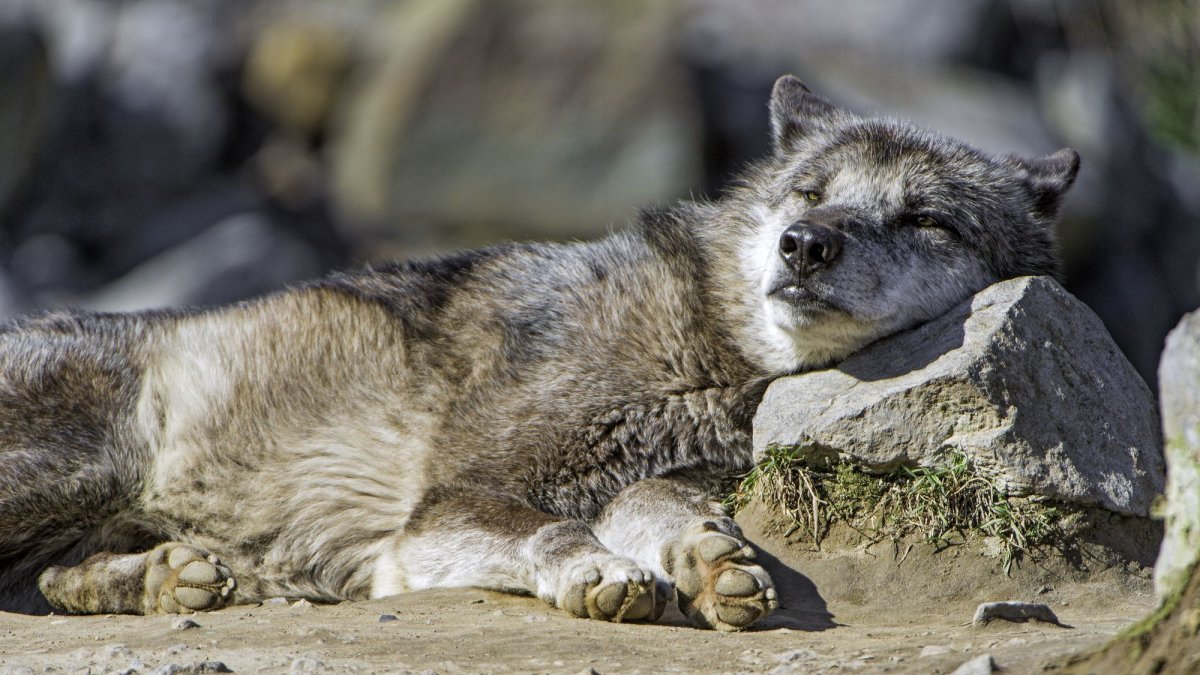 Волки в горах