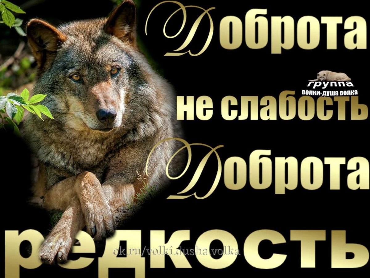 Волк за столом