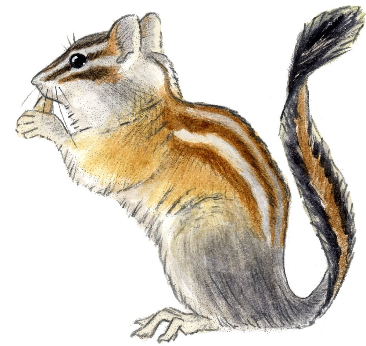 Бурундук Графика