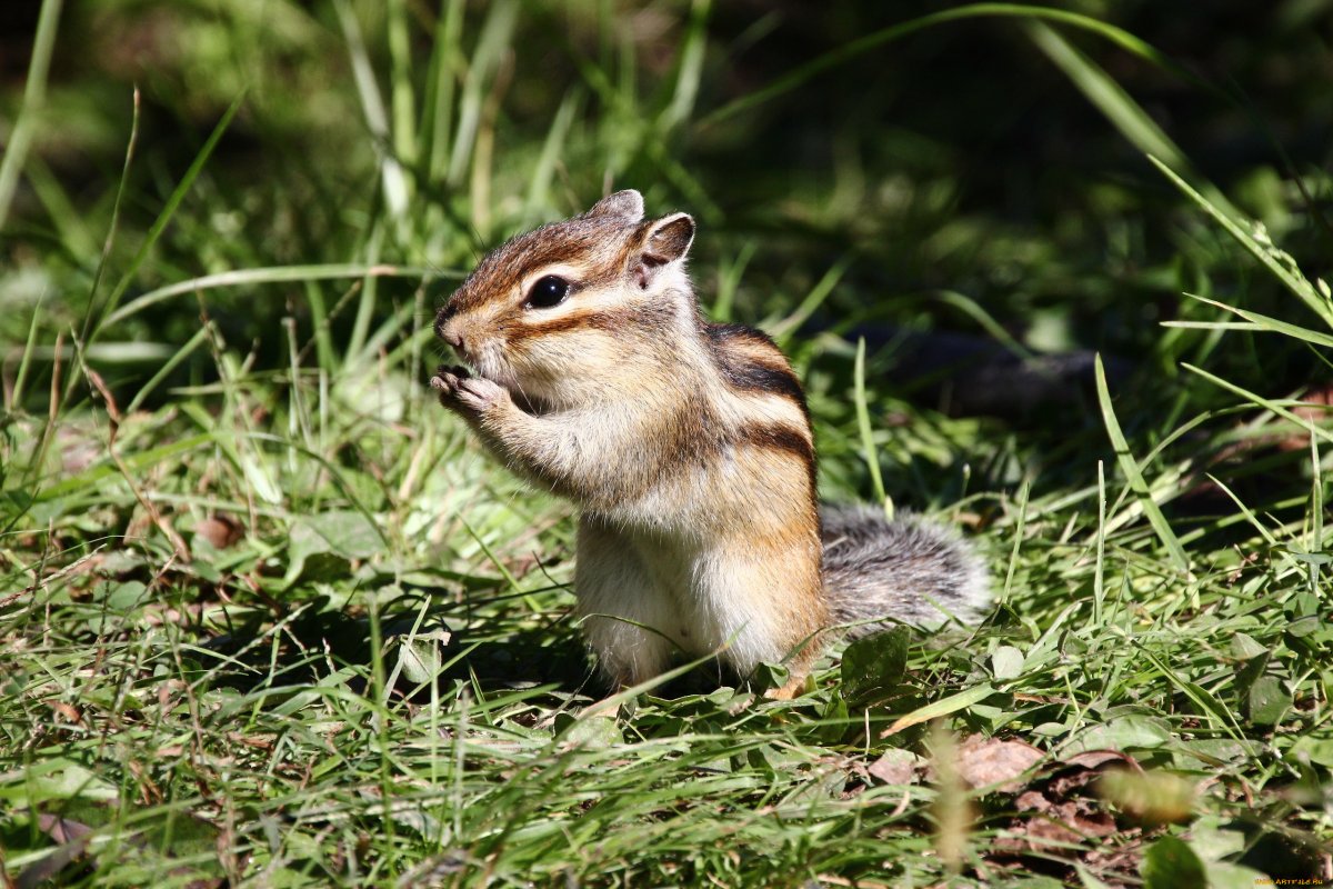 Бурундук Таунсенда