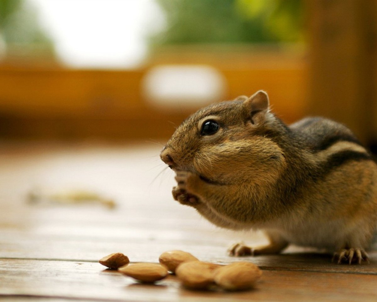 Теодор бурундук