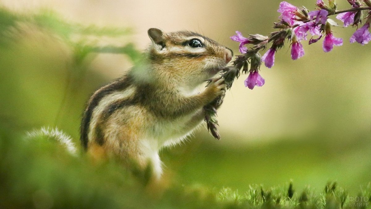 Красивый бурундук