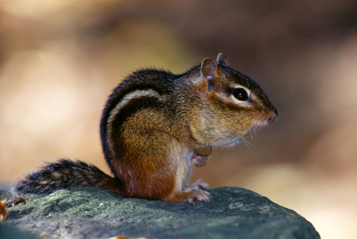 Бурундук Сахалинский
