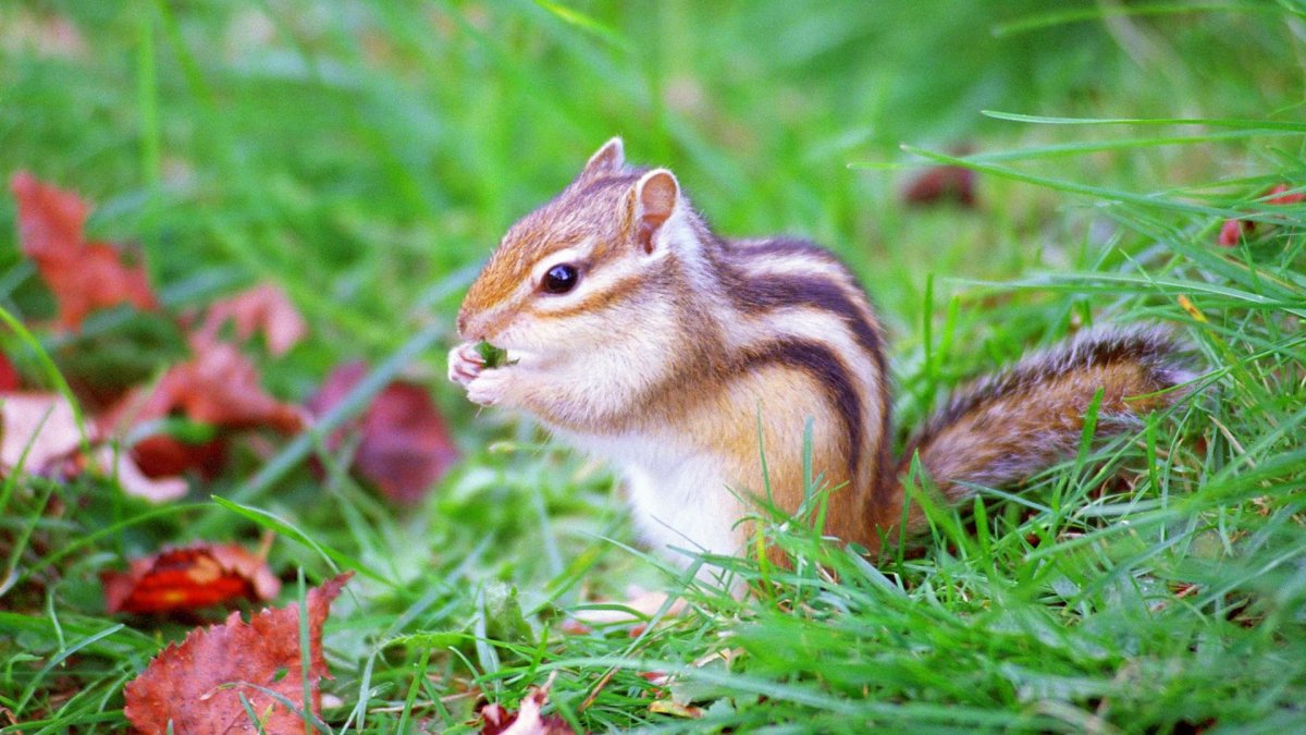Бурундуки это Лесные зверьки