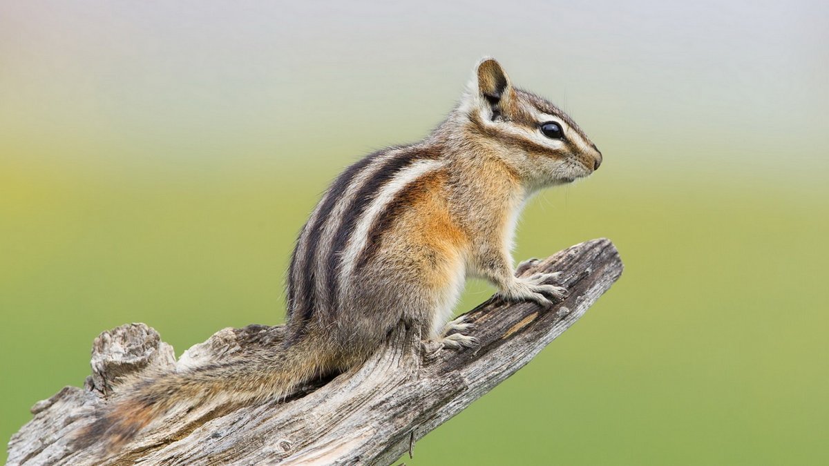 Бурундук для детей