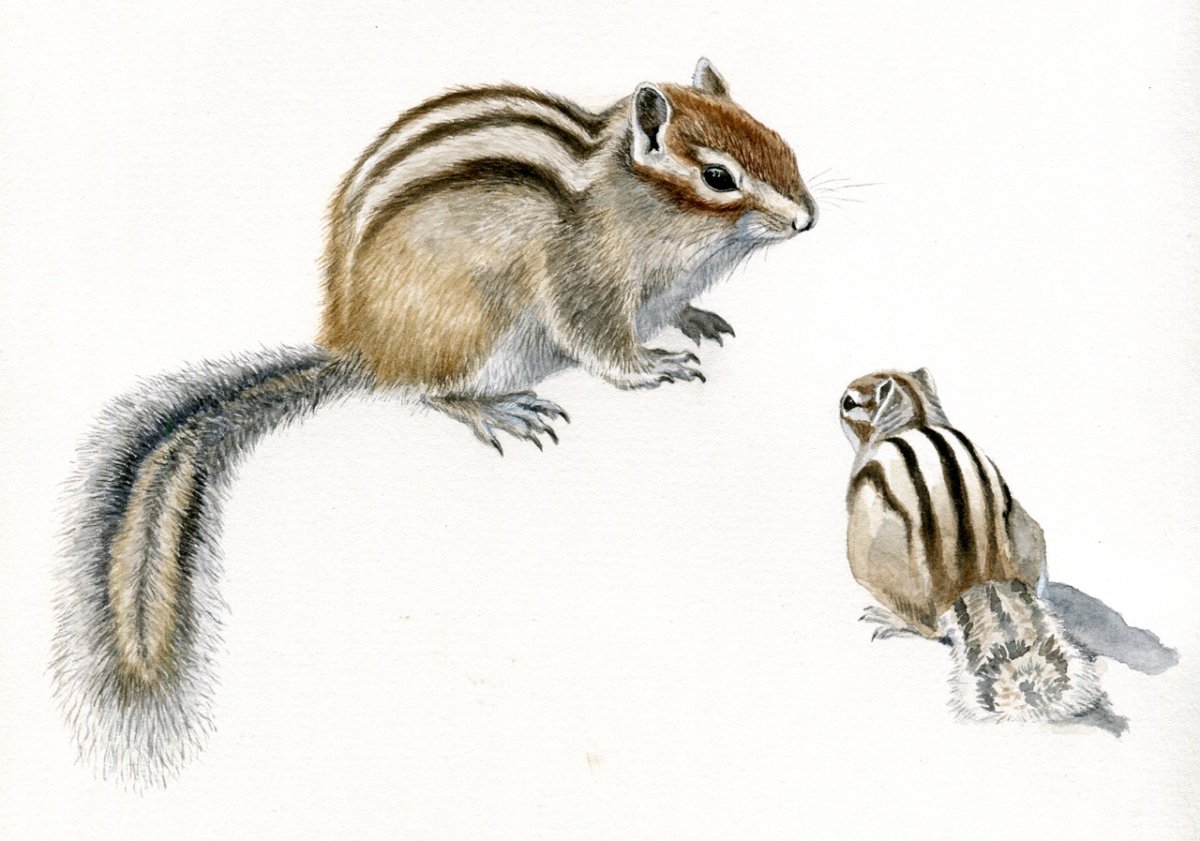 Бурундучок акварелью