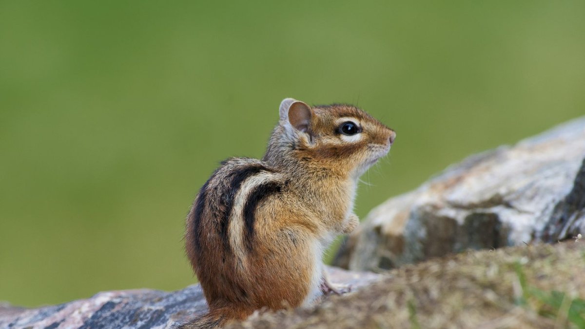 Бурундук для детей