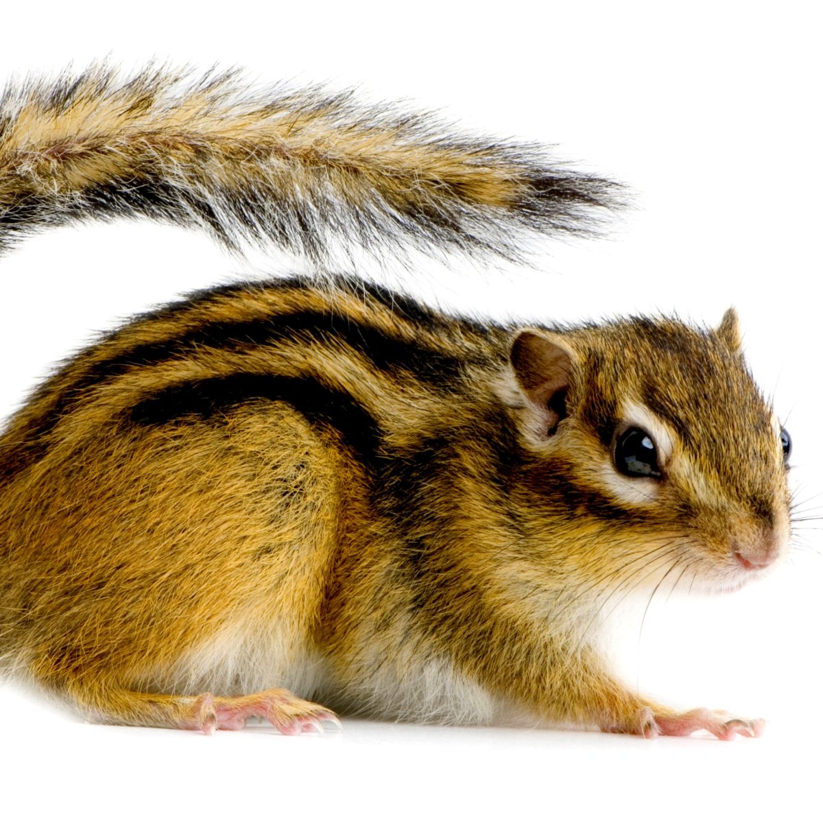 Лесные животные на белом фоне