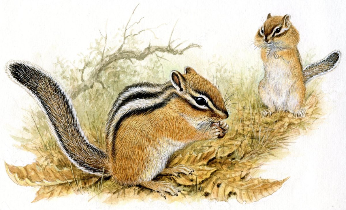 Сладков бурундук