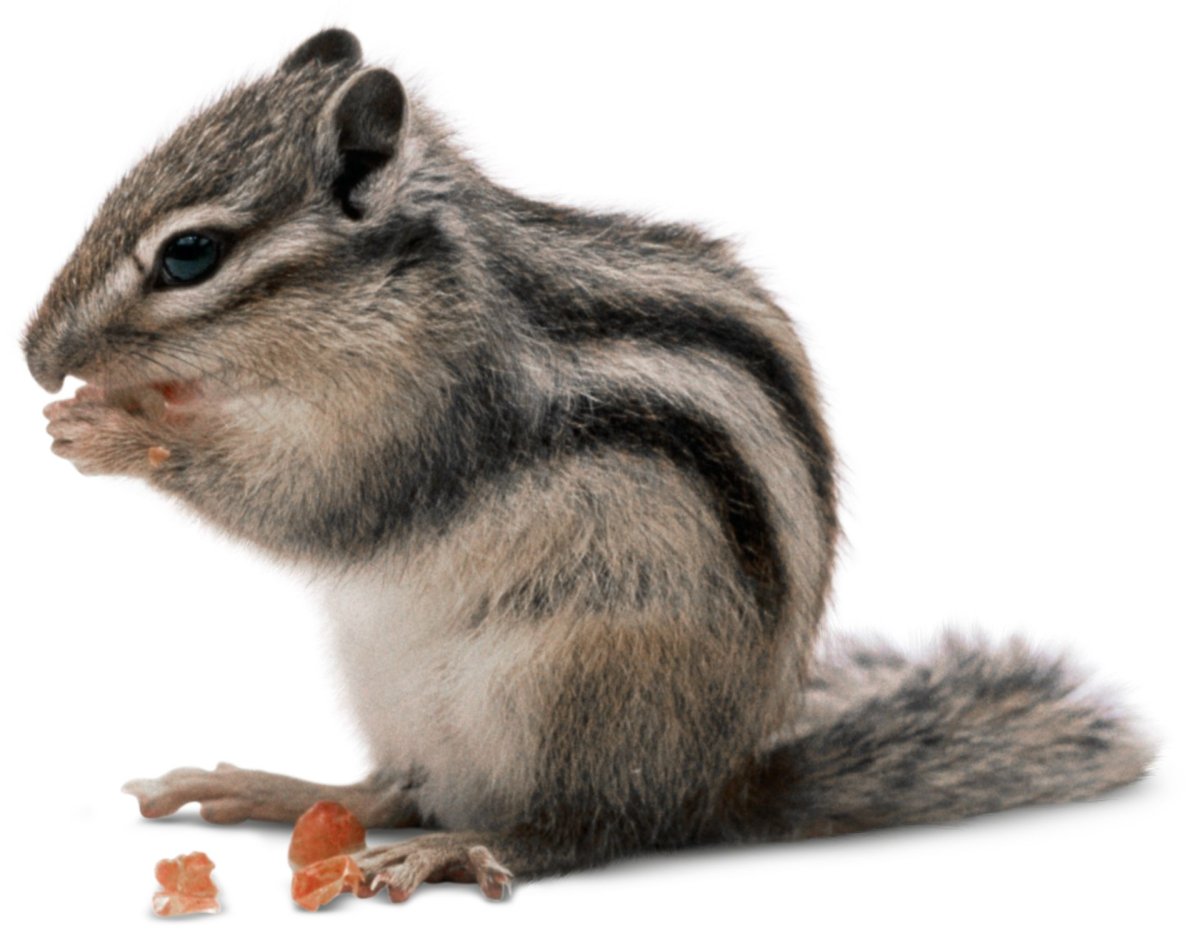 Бурундук на белом фоне